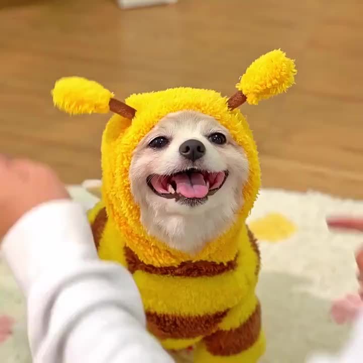 Bee Costume for Dog | Cute Plush Pullover with Wings🐾