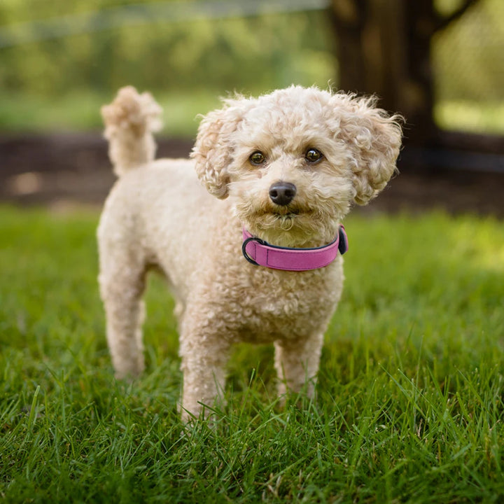 Large dog collar, soft padded collar, durable