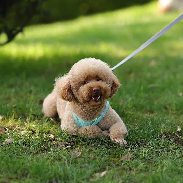 Stylish adjustable harness kit for small dogs