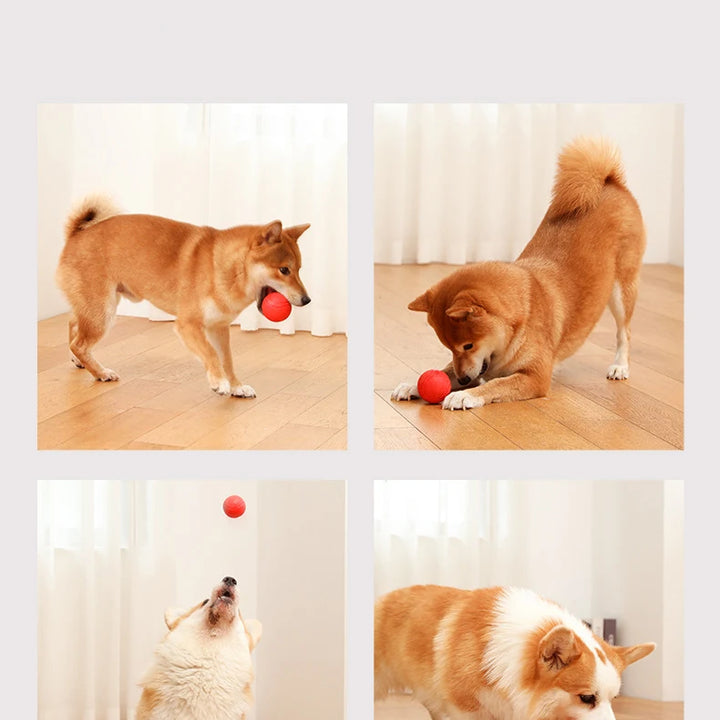 Bite Resistant Bouncy Dog Toy (S-XL)