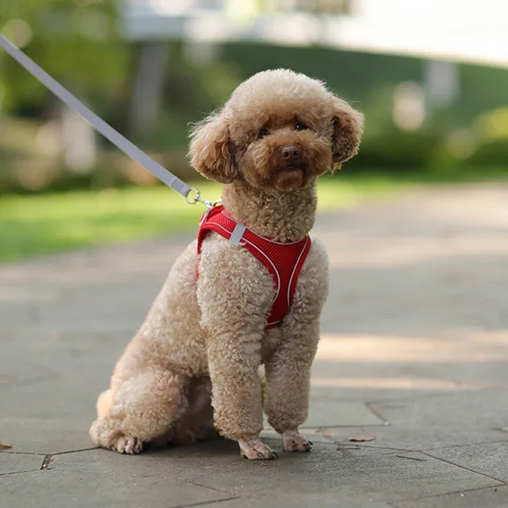 Stylish adjustable harness kit for small dogs