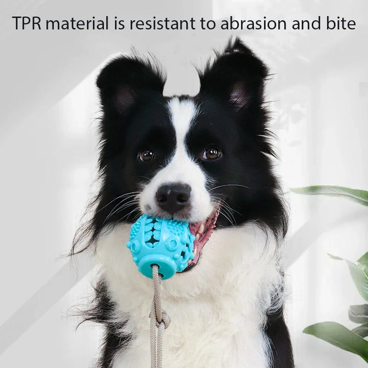 Suction Cup Tug Toy – The Ultimate Chew and Tug Game