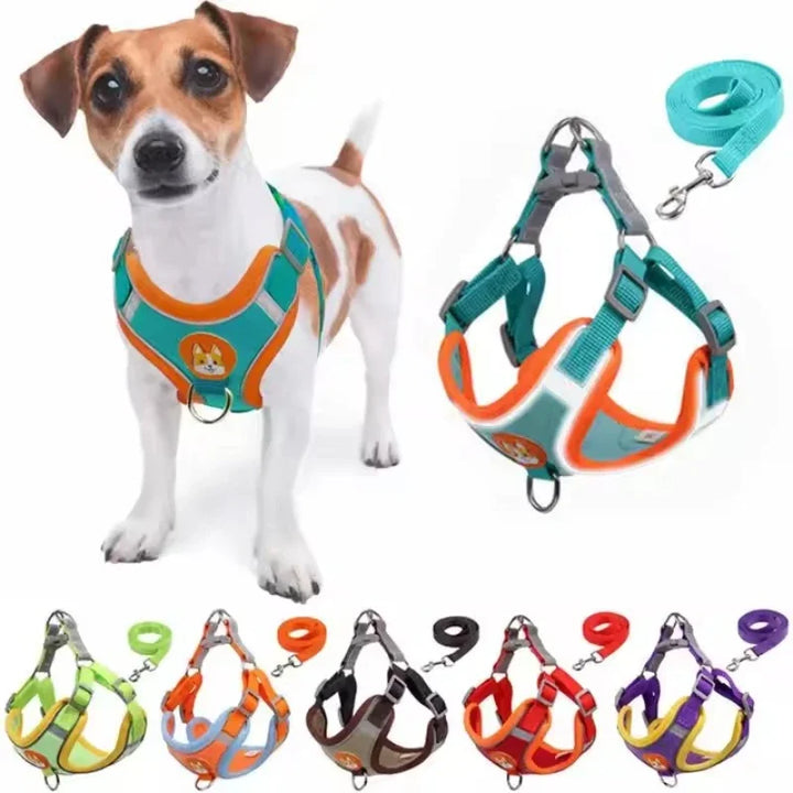 Adjustable Dog Collar Set for Small and Medium Dogs