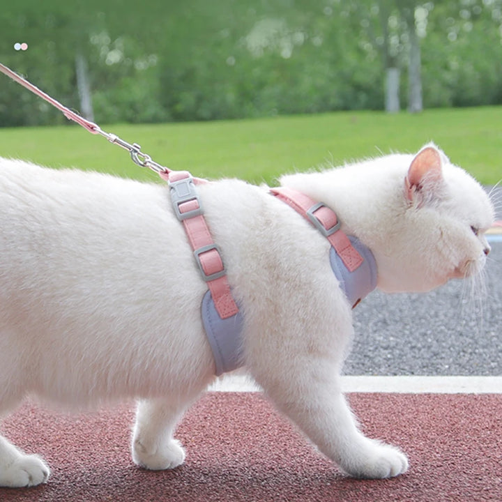 Collar and harness set for small and medium dogs