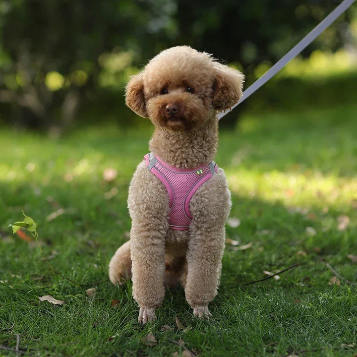 Stylish adjustable harness kit for small dogs