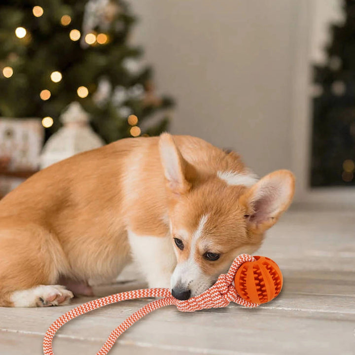 Pet Tooth Cleaning Chewing IQ Treat Ball – Dispenser