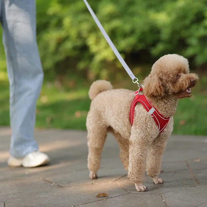 Stylish adjustable harness kit for small dogs