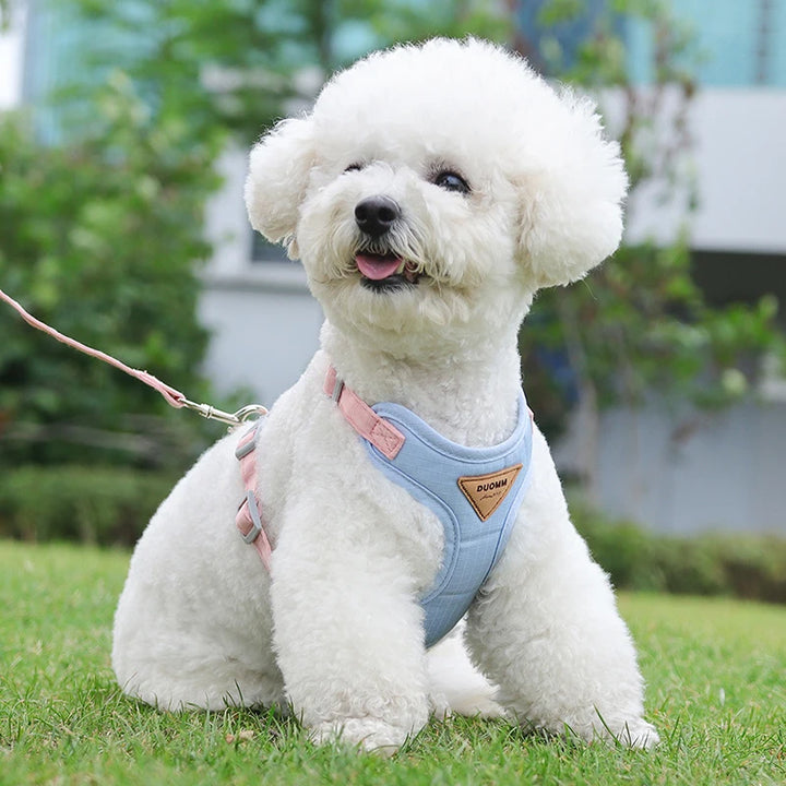 Collar and harness set for small and medium dogs