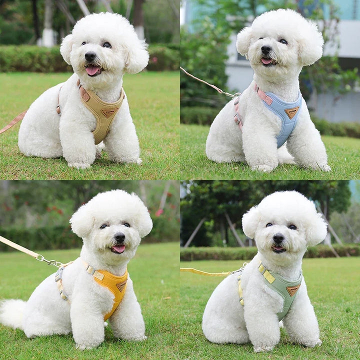 Collar and harness set for small and medium dogs