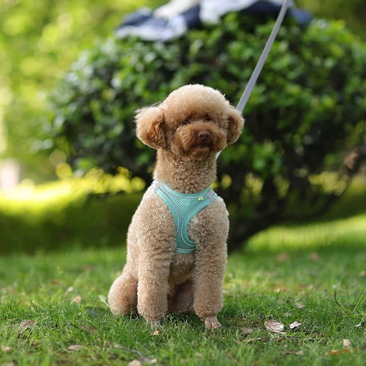 Stylish adjustable harness kit for small dogs