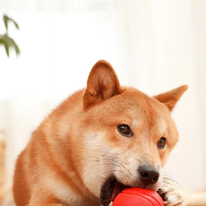 Bite Resistant Bouncy Dog Toy (S-XL)