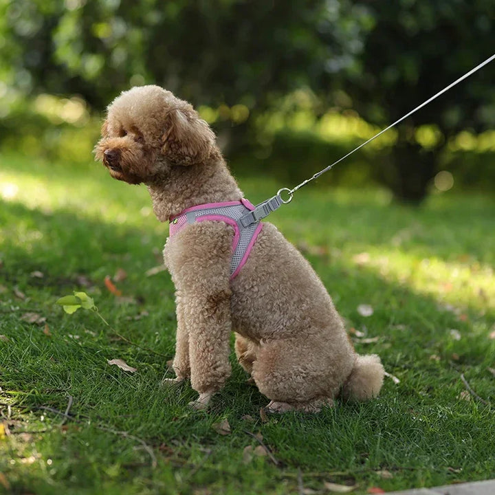 Stylish adjustable harness kit for small dogs