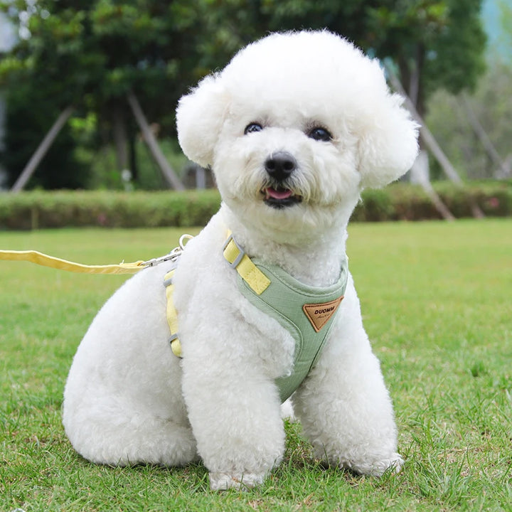 Collar and harness set for small and medium dogs