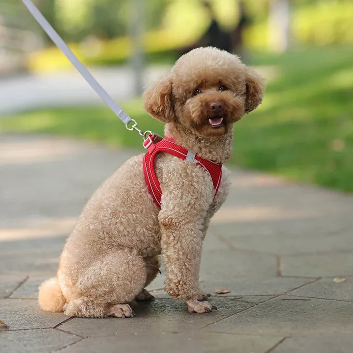 Stylish adjustable harness kit for small dogs